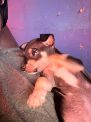 Lost Female Dog last seen Beach part where u cant park on sand, South Padre Island, TX 78597