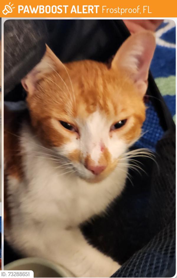 Found/Stray Male Cat last seen A1A across from Duval St Melbourne beach FL, Frostproof, FL 33843