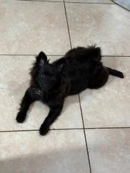 Lost Female Dog last seen Cantey street, Fort Worth, TX 76110