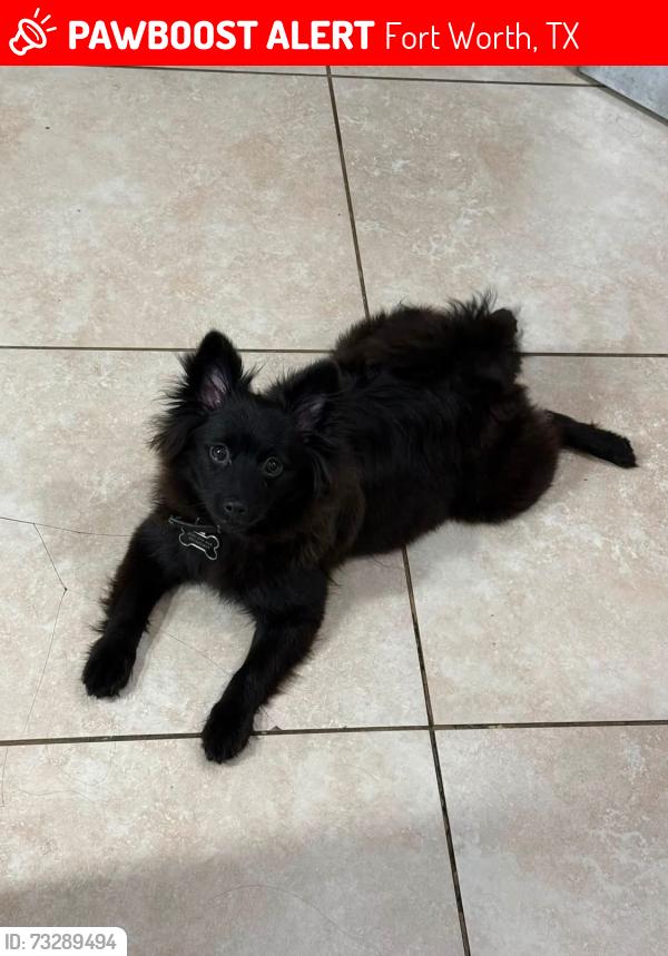 Lost Female Dog last seen Cantey street, Fort Worth, TX 76110