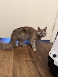 Found/Stray Female Cat last seen Inglewood & 149th st, Lawndale, CA 90260