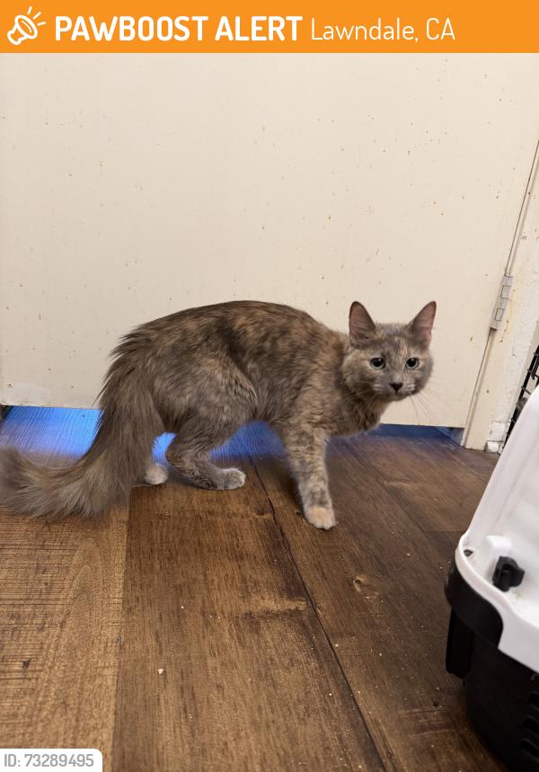 Found/Stray Female Cat last seen Inglewood & 149th st, Lawndale, CA 90260