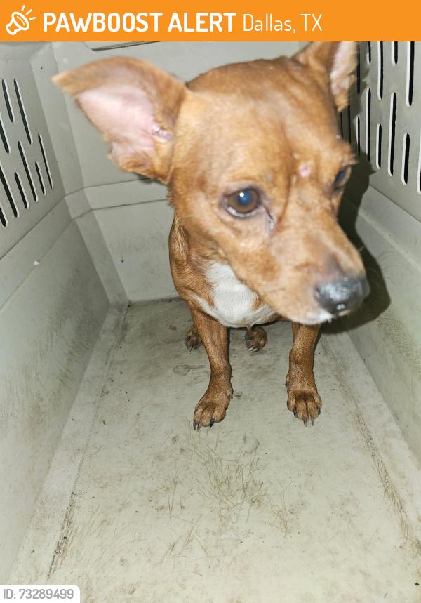 Found/Stray Male Dog last seen Ferguson rd, Dallas, TX 75228