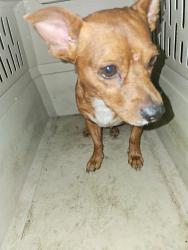 Found/Stray Male Dog last seen Ferguson rd, Dallas, TX 75228