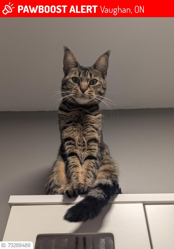 Lost Female Cat last seen Blackthorn dr. And St. Joan of arc, Vaughan, ON 
