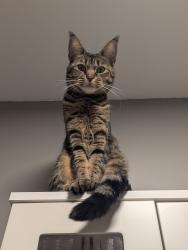 Lost Female Cat last seen Blackthorn dr. And St. Joan of arc, Vaughan, ON 