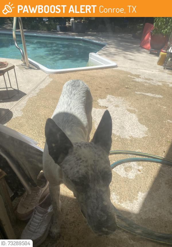 Found/Stray Male Dog last seen Carriage hill Blvd/ cameo way, Conroe, TX 77384