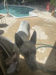 Found/Stray Male Dog last seen Carriage hill Blvd/ cameo way, Conroe, TX 77384