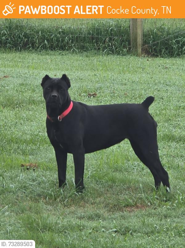 Found/Stray Female Dog last seen Good Hope Road., Cocke County, TN 37843