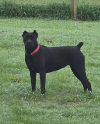 Found/Stray Female Dog last seen Good Hope Road., Cocke County, TN 37843