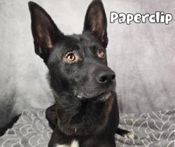 Shelter Stray Male Dog last seen Near blk Margaret-FH, FOREST HILL, TX, 3961 Bluebell Dr, Everman, TX 76140, USA