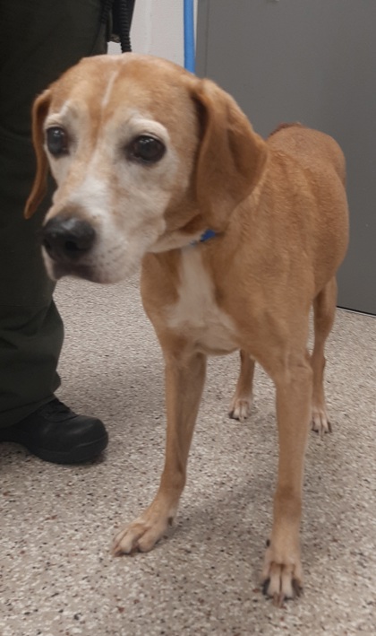 Shelter Stray Female Dog last seen Near High Shoals Rd, County/Unicorporated, NC, 1491 Business Park Ct, Gastonia, NC 28052, USA