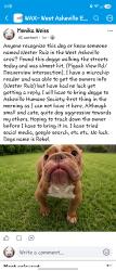 Found/Stray Male Dog last seen Crossroads Grocery, Asheville, NC 28806