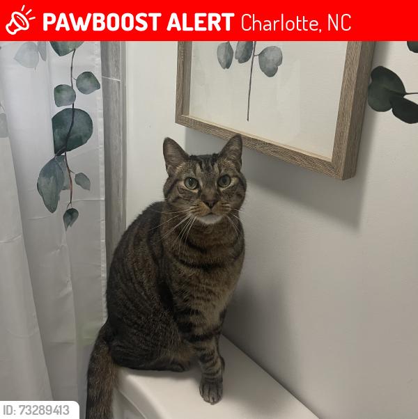 Lost Male Cat last seen West Charlotte Recreation Center, Charlotte, NC 28216