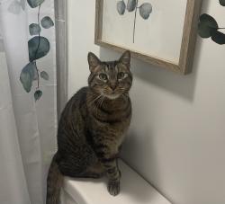 Lost Male Cat last seen West Charlotte Recreation Center, Charlotte, NC 28216