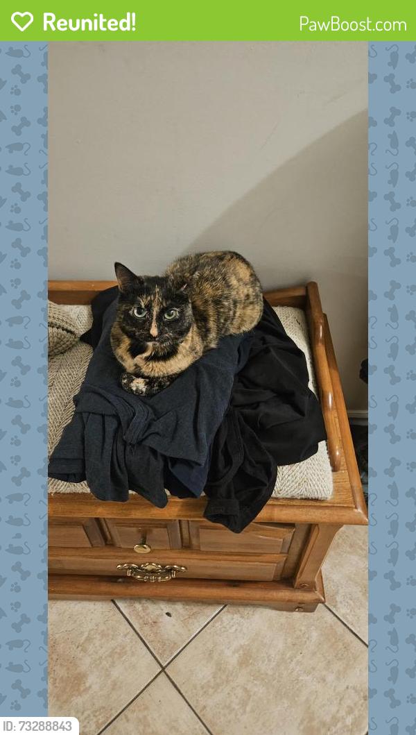 Reunited Female Cat last seen Bidwell Trail, Mississauga, ON L5V 2C3