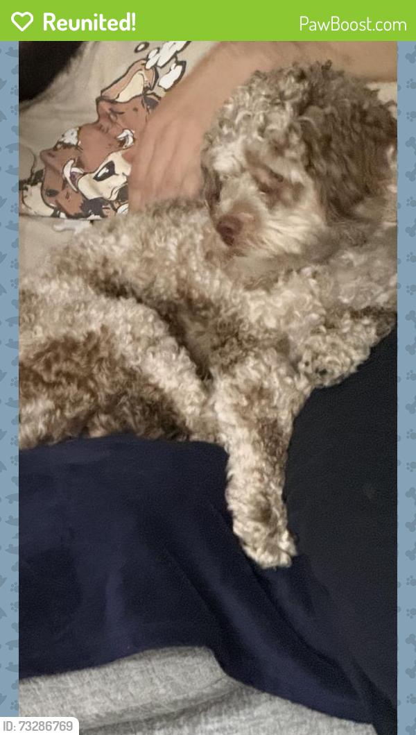 Reunited Male Dog last seen George and chestnut, Franklin Park, IL 60131