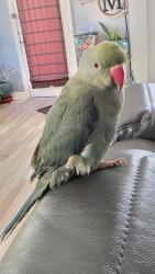 Lost Unknown Bird last seen Cypressrosehill and Huffmeister, Houston, TX 77429