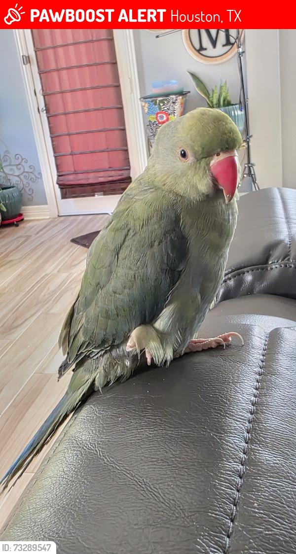 Lost Unknown Bird last seen Cypressrosehill and Huffmeister, Houston, TX 77429