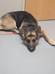 Reunited Male Dog last seen Croad ct nw and 8th st nw, Canton, OH 44703