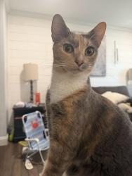 Reunited Female Cat last seen Alden Avenue, Valdosta, GA 31602