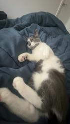 Lost Female Cat last seen Weavers close, Tyldesley, England M28 1QA