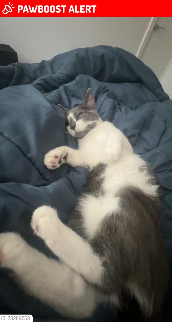 Lost Female Cat last seen Weavers close, Tyldesley, England M28 1QA