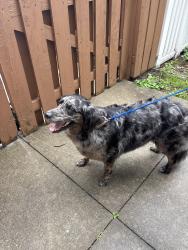 Reunited Unknown Dog last seen Yale place, Wauwatosa, WI 53213