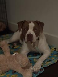Lost Female Dog last seen Spinnaker and Driftwood, Marina del Rey, CA 90292