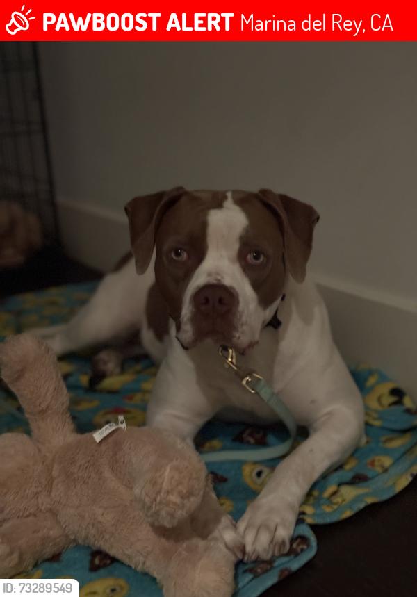 Lost Female Dog last seen Spinnaker and Driftwood, Marina del Rey, CA 90292
