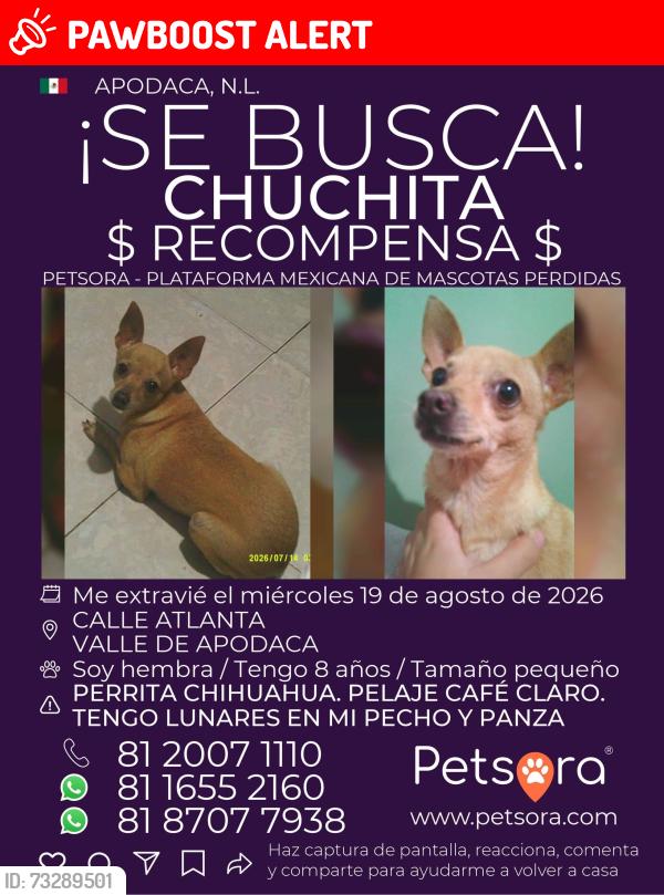 Lost Female Dog last seen Entre calle Atenas, Sidney y Seul, Ciudad Apodaca, N.L. 66612