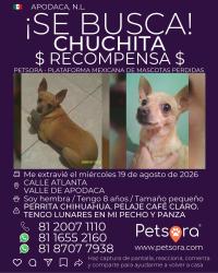 Lost Female Dog last seen Entre calle Atenas, Sidney y Seul, Ciudad Apodaca, N.L. 66612