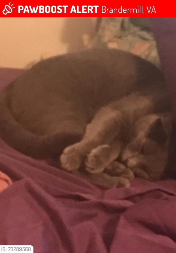 Lost Unknown Cat last seen ?, Brandermill, VA 23112