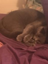 Lost Unknown Cat last seen ?, Brandermill, VA 23112