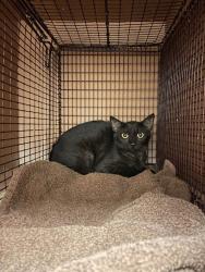 Shelter Stray Unknown Cat last seen 21st street and Guadalupe st. (west campus), AUSTIN, TX, 78705, 7201 Levander Loop bldg a, Austin, TX 78702, USA
