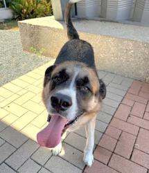 Shelter Stray Male Dog last seen AUSTIN, TX, 78752, 7201 Levander Loop bldg a, Austin, TX 78702, USA