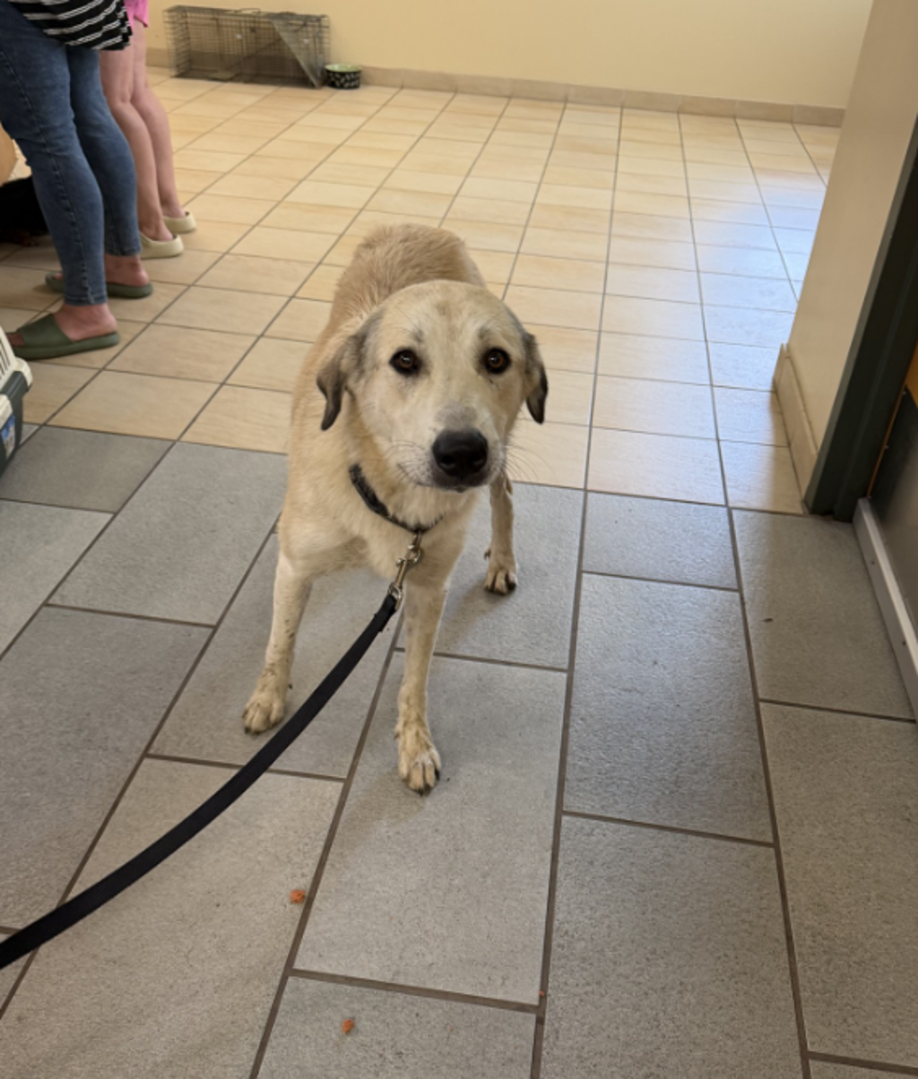 Shelter Stray Female Dog last seen Shadowlawn, VIRGINIA BEACH, VA, 23451, 341 S Birdneck Rd, Virginia Beach, VA 23451, USA
