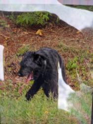 Reunited Unknown Dog last seen By the giant hse with the pioneer theme park, Winston-Salem, NC 27106