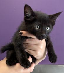 Shelter Stray Male Cat last seen Near N Canyon Road, SALT LAKE CITY, UT, 84103, 511 W 3900 S, Salt Lake City, UT 84123, USA
