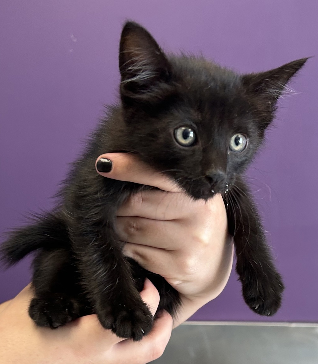 Shelter Stray Male Cat last seen Near N Canyon Road, SALT LAKE CITY, UT, 84103, 511 W 3900 S, Salt Lake City, UT 84123, USA