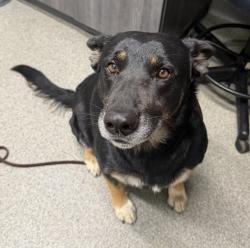 Shelter Stray Female Dog last seen Not Provided., San Pasqual, CA, 92082, Escondido, CA 92027, USA