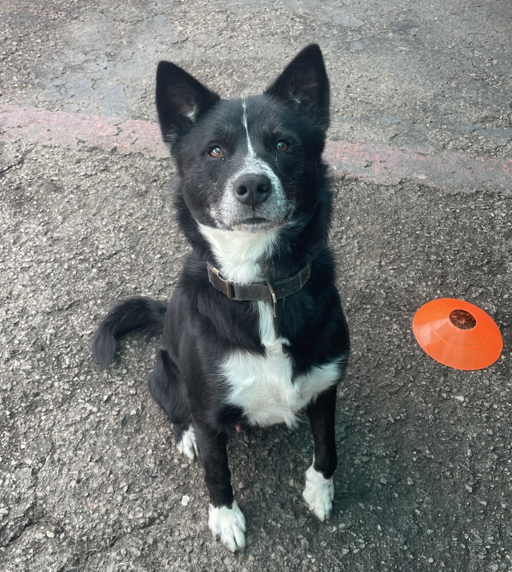 Shelter Stray Male Dog last seen Near Mission Boulevard, San Diego, CA, 92109, 5500 Gaines St, San Diego, CA 92110, USA