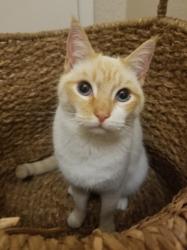 Reunited Male Cat last seen N. Portsmouth Ave and Willis Blvd. Portland, OR, Portland, OR 97203