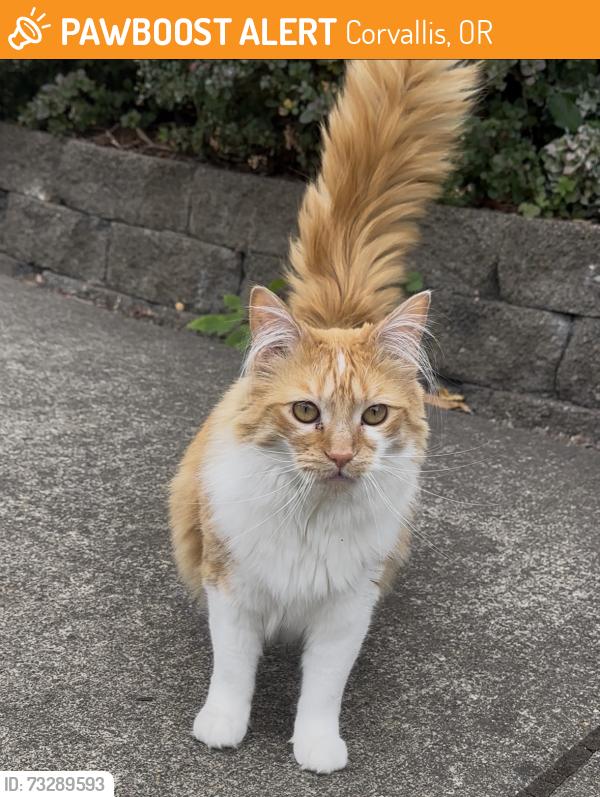 Found/Stray Unknown Cat last seen West Oaks cndmniums, Corvallis, OR 97333