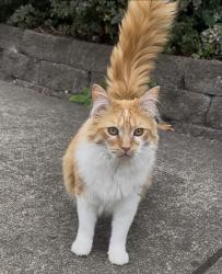 Found/Stray Unknown Cat last seen West Oaks cndmniums, Corvallis, OR 97333