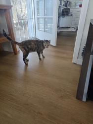 Lost Female Cat last seen Near Deep Creek Rd, Fremont, CA 94555