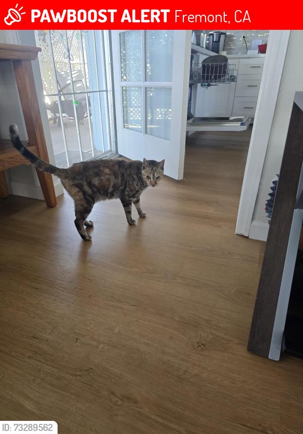 Lost Female Cat last seen Near Deep Creek Rd, Fremont, CA 94555