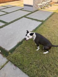 Reunited Female Dog last seen Oceanside boulevard and College boulevard, Oceanside, CA 92056