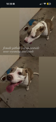 Found/Stray Female Dog last seen Gateway Ave near lamb and Wyoming, Sunrise Manor, NV 89104