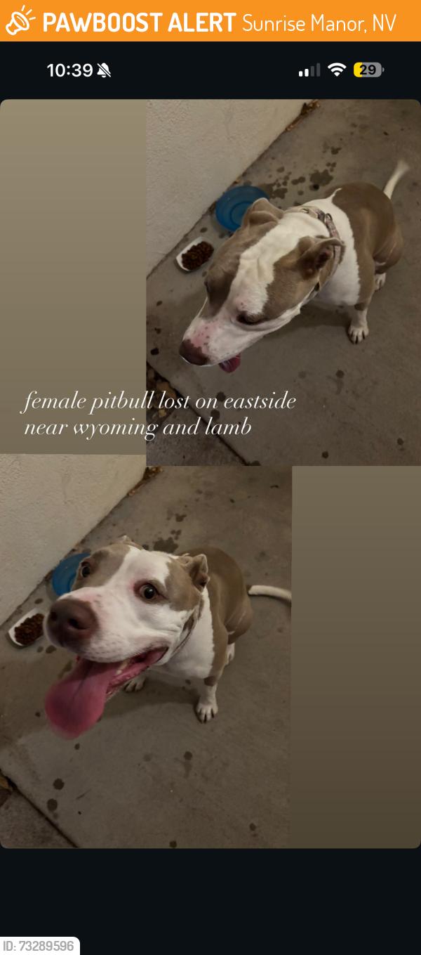 Found/Stray Female Dog last seen Gateway Ave near lamb and Wyoming, Sunrise Manor, NV 89104